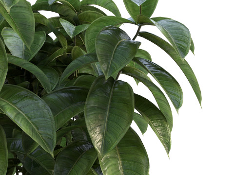 Ficus 01 3D Model