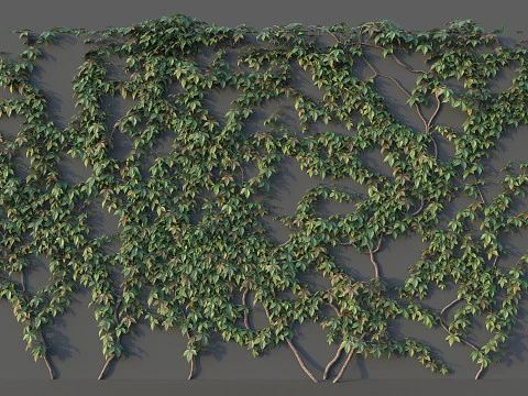 Set da muro d'uva Modello 3D