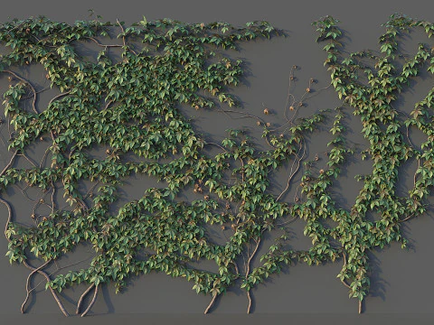 Conjunto de parede de uva Modelo 3D
