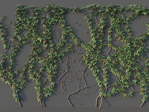 Conjunto de parede de uva Modelo 3D