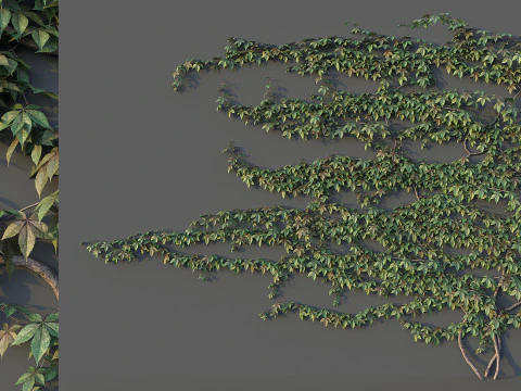 Conjunto de parede de uva Modelo 3D