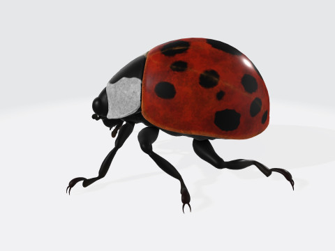 Ladybug Animal Ready to Print 3Dモデル
