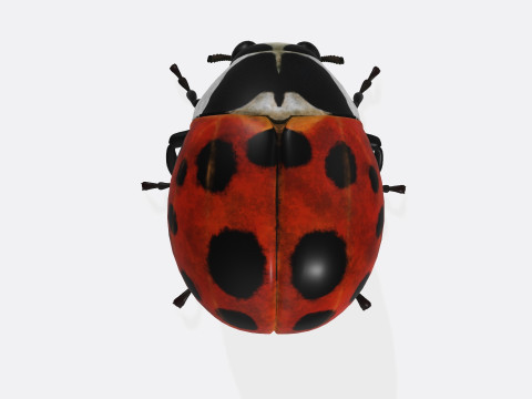 Ladybug Animal Ready to Print 3Dモデル