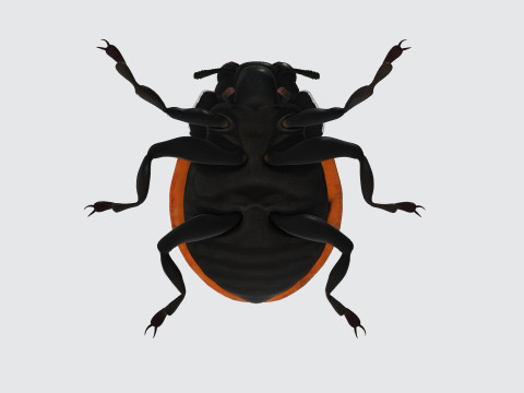 Ladybug Animal Ready to Print 3Dモデル