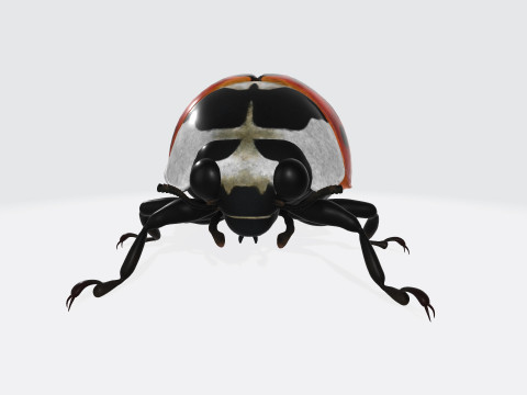 Ladybug Animal Ready to Print 3Dモデル