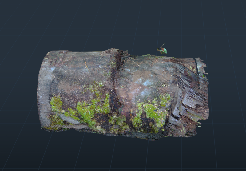 A Tropical Sagoo trees log covered in moss in highpoly 3D Модель .c4d .max .obj .3ds .fbx .stl .blend 