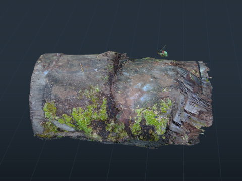 A Tropical Sagoo trees log covered in moss in highpoly 3D Model