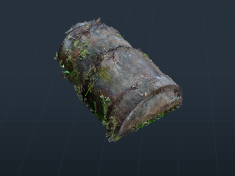 A Tropical Sagoo trees log covered in moss in highpoly 3D Модель