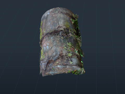 A Tropical Sagoo trees log covered in moss in highpoly 3D Модель