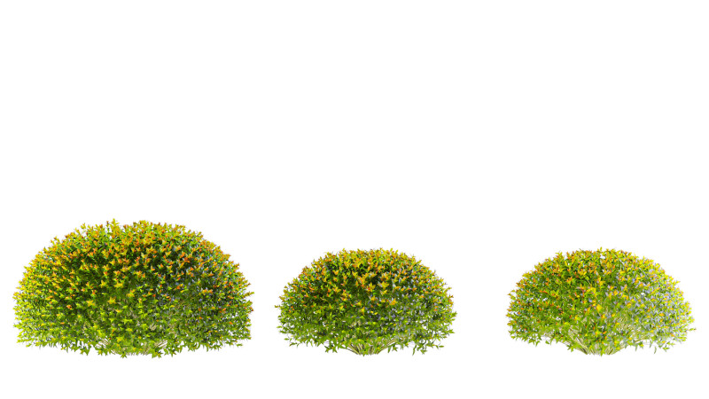Spiraea Japonica Modello 3D .c4d .max .obj .3ds .fbx .stl .blend