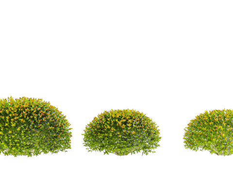 Spiraea Japonica 3D Model