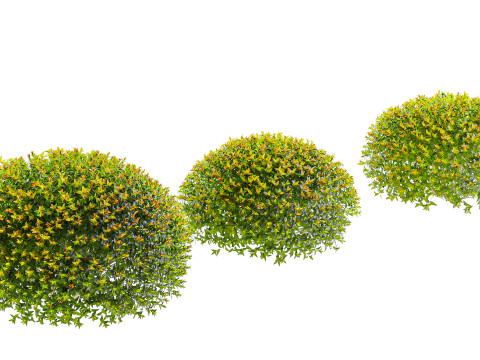 Spiraea Japonica 3Dモデル