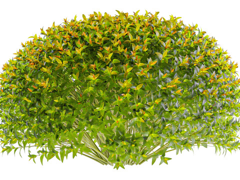 Spiraea Japonica 3Dモデル