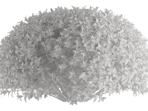 Spiraea Japonica 3Dモデル