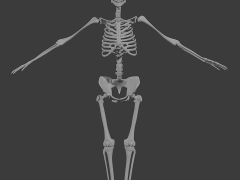 Human skeleton 3D Model