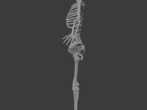 Human skeleton 3D Model