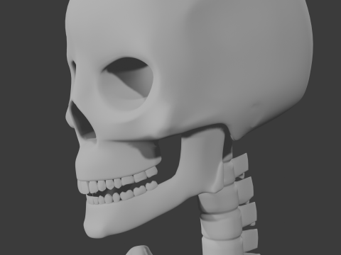 Human skeleton 3D Model