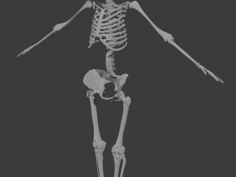 Human skeleton 3D Model