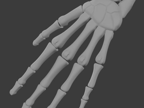 Human skeleton 3D Model