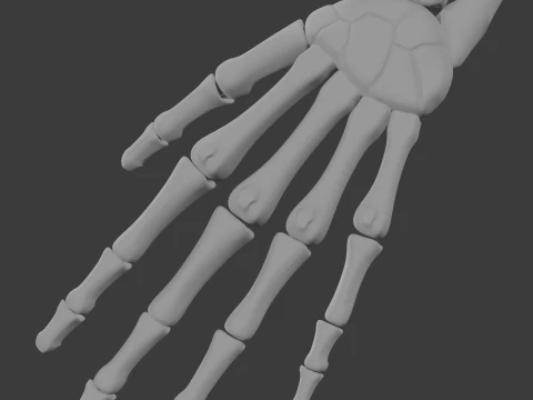 Human skeleton 3D Model