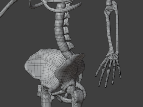 Human skeleton 3D Model