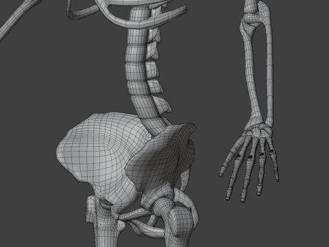 Human skeleton 3D Model