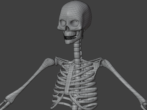 Human skeleton 3D Model