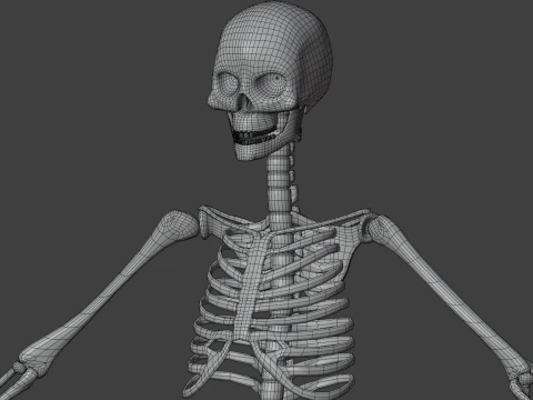 Human skeleton 3D Model