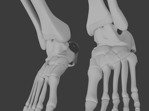 Human skeleton 3D Model