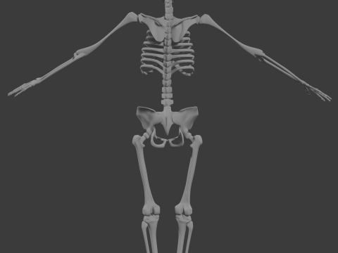 Human skeleton 3D Model