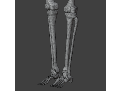 Human skeleton 3D Model