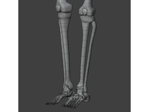 Human skeleton 3D Model
