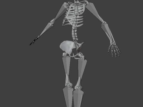 Human skeleton 3D Model