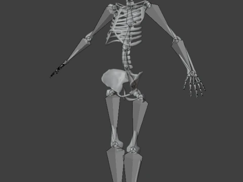 Human skeleton 3D Model