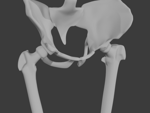 Human skeleton 3D Model