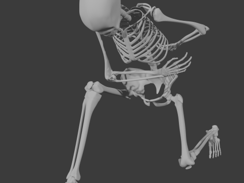 Human skeleton 3D Model