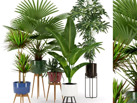 Modern Indoor Plants Collection 3D Model