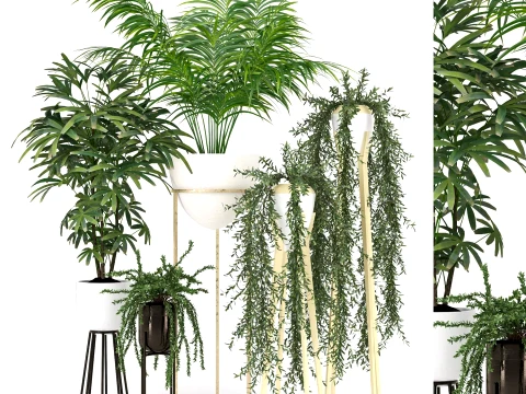 Modern Indoor Plants Collection 3D Model