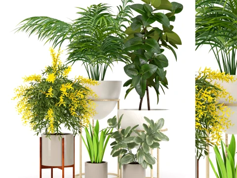 Modern Indoor Plants Collection 3D Model