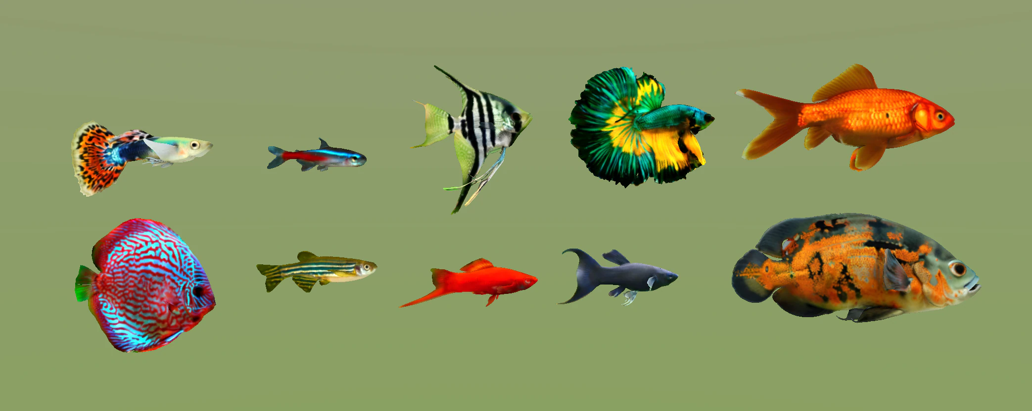 10 aquarium fish OWENDAL 3D Model .c4d .max .obj .3ds .fbx .stl .blend 