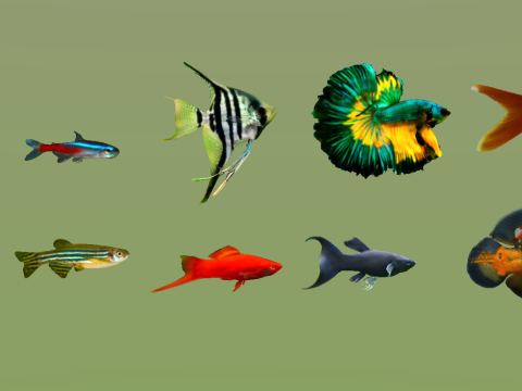 10 aquarium fish OWENDAL Model 3D
