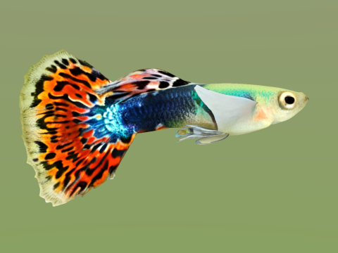 10 aquarium fish OWENDAL Model 3D