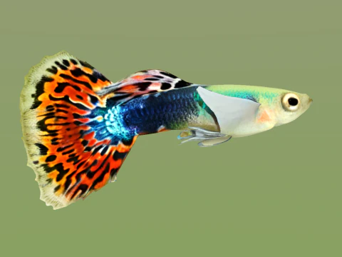 10 aquarium fish OWENDAL 3D Model