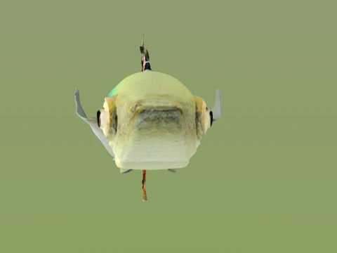 10 aquarium fish OWENDAL 3D Model