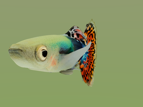 10 aquarium fish OWENDAL Model 3D