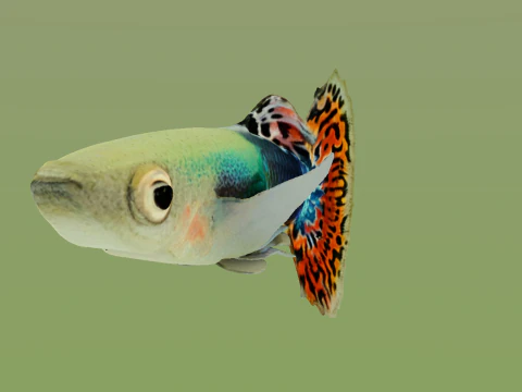 10 aquarium fish OWENDAL 3D Model
