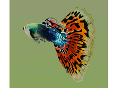 10 aquarium fish OWENDAL Model 3D