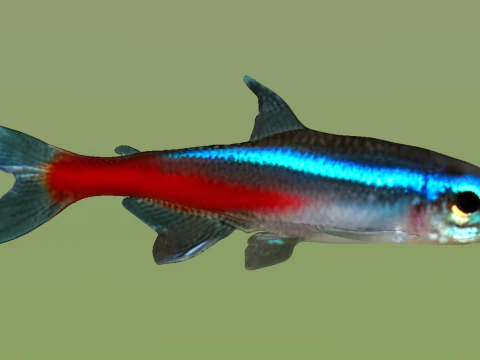 10 aquarium fish OWENDAL 3D Model