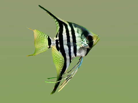 10 aquarium fish OWENDAL 3D Model