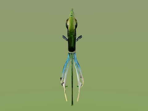 10 aquarium fish OWENDAL Model 3D